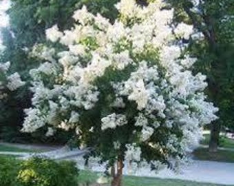 1 live Pure white  crape Myrtle Tree 2 ft tall now fragrant beautiful pink large flowers free shipping !