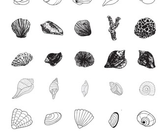 Pakiet SVG z muszlami, Clipart z muszlami do Cricut, Wektor Sea World, Naklejka z muszlą, Sylwetka muszli, Pliki do cięcia muszli.