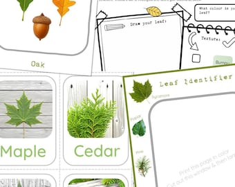 Easy Leaf Activities Outdoor Education Bundle