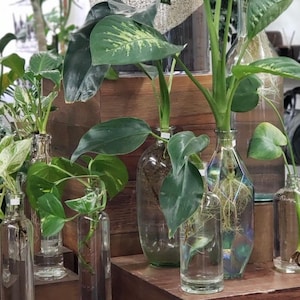 May include: A collection of houseplants in clear glass bottles with roots visible. The plants are on wooden shelves with a light brown wood grain.