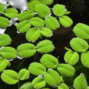 May include: Close-up of bright green floating aquatic plants with textured, rounded leaves. The plants are clustered together on the dark water surface, creating a vibrant contrast. The image highlights the natural beauty of aquatic flora.