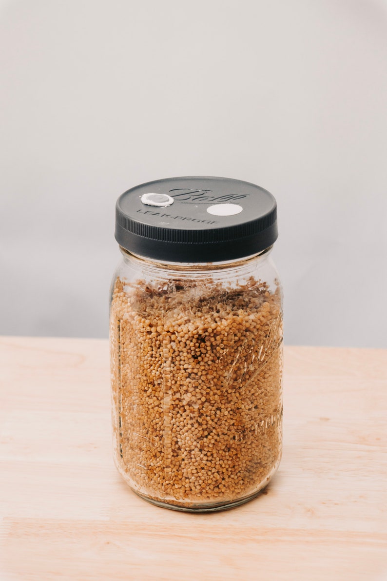 Sterilized Millet Grain Jars Etsy