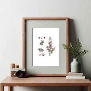 Original Watercolor — Yew Tree Berries | Handmade Botanical Watercolor Illustration, Original Painting, Home Decor, Original Artwork