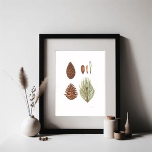 Original Watercolor — Pine Cone | Handmade Botanical Watercolor Illustration, Original Painting, Home Decor, Original Artwork