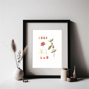 Original Watercolor — Coffee Beans | Handmade Botanical Watercolor Illustration, Original Painting, Home Decor, Artwork,  Original Artwork