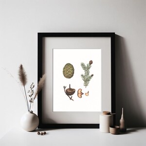 Original Watercolor — Sequoia Cone | Handmade Botanical Watercolor Illustration, Original Painting, Home Decor, Original Artwork