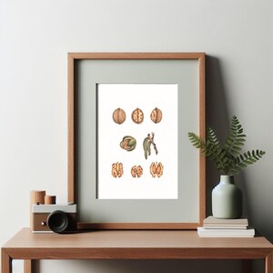 Original Watercolor — Walnuts | Handmade Botanical Watercolor Illustration, Original Painting, Home Decor, Original Artwork