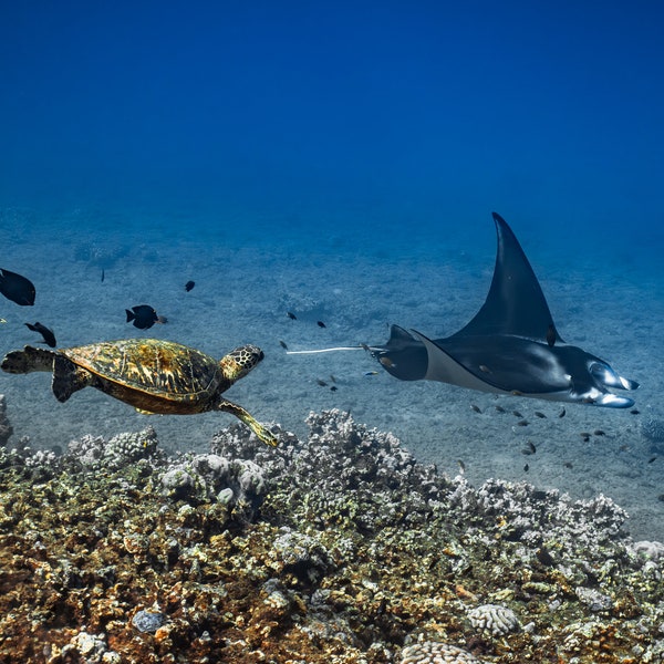 Manta Ray and Turtle Metal Wall Print