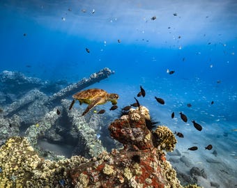 Sea Turtle in Hawaii Wildlife Photography Prints • Lustre Paper, Canvas, and Metal Wall Decor