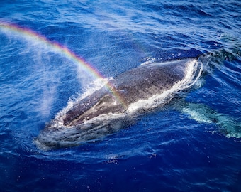 Maui Humpback Whale and Rainbow Wildlife Photography Prints • Lustre Paper, Canvas, and Metal Wall Decor