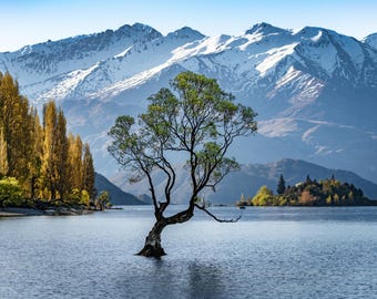 That Wanaka Tree Landscape Photography Prints • Lustre Paper, Canvas, and Metal Wall Decor