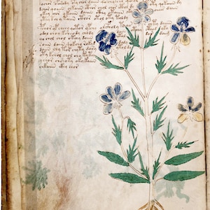 Voynich Manuscript Mysterious Ancient Flower/Plant Book Page 15th Century - 17&quot; x 22&quot; Fine Art Print