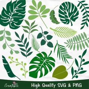Puede incluir: Un conjunto de 15 archivos digitales de imágenes prediseñadas SVG y PNG de hojas verdes. Las hojas son de varias formas y tamaños, incluyendo hojas de palma, hojas de monstera y hojas de helecho.