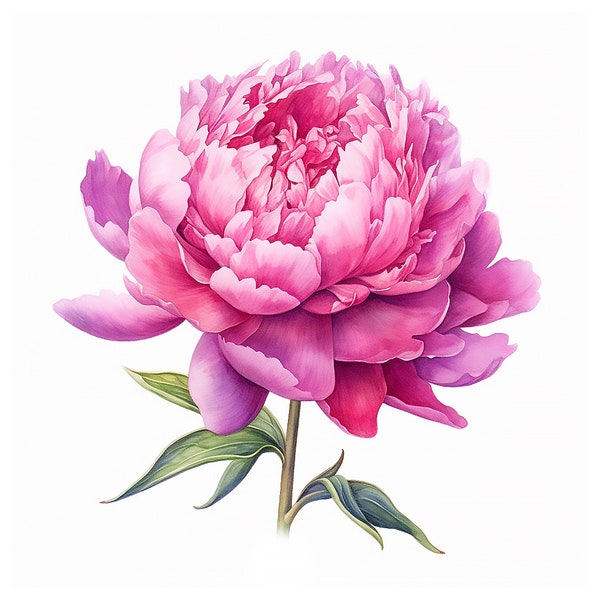 Peony Clipart Bundle - Digital Download, Watercolor, Wall Decor, Scrapbooking, Craft Supplies, Floral Art, Paper Craft, Pink Rose