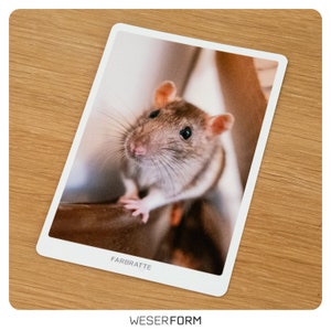 Hochwertige Postkarte mit Farbratten-Motiv auf FineArt Papier - Tiermotiv Karte - Grußkarte