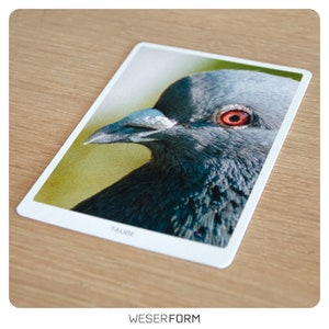 Postkarte mit Taubenmotiv auf hochwertigen Fineart-Fotopapier - Karte mit Tiermotiv - Grußkarte - Taube - Stadttaube