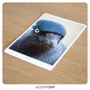 Postkarte mit Vogelmotiv auf hochwertigen Fineart-Fotopapier - Dohle - Tiermotiv Foto Karte - Grußkarte - Rabe - Krähe