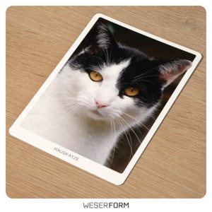 Postkarte mit Katzenmotiv auf hochwertigen Fineart-Fotopapier - Tierfoto Karte - Grußkarte - Tierportrait - Katzenportrait