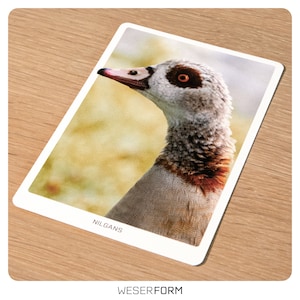 Postkarte mit Vogelmotiv auf hochwertigen Fineart-Fotopapier - Nilgans - Karte mit Tiermotiv - Grußkarte