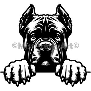May include: Black and white illustration of a Cane Corso dog peeking over a surface with its paws visible. The dog has a serious expression and its ears are perked up.