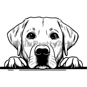 Peut inclure: Illustration en noir et blanc d'un chien Labrador Retriever regardant par-dessus une surface. Le chien a une expression sérieuse et ses oreilles sont dressées.