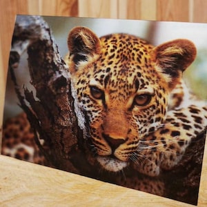 3D-lentikulare Postkarte 12 x 17 cm Gepard 3D-Effekt holografisches Stereoskopisches Anaglyphen-Zauberbild-Poster