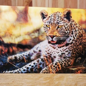 3D-lentikulare Postkarte 12 x 17 cm Gepard 3D-Effekt holografisches Stereoskopisches Anaglyphen-Zauberbild-Poster