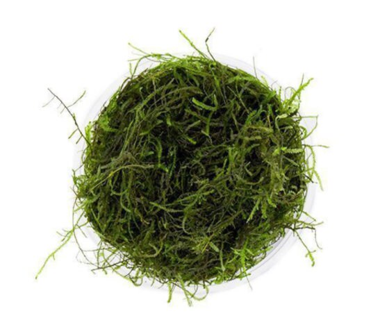 3x3 Inch Portion Of Java Moss! Live Aquarium Plants! Free S/h