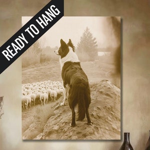 Border Collie Wall Art Series, Vintage Herding Scenes on Canvas, Ideal Home Decor, Great Gift for Animal Lovers, 3 of 3 in series