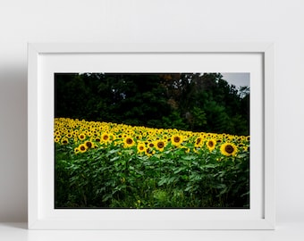 Sunflower Fields