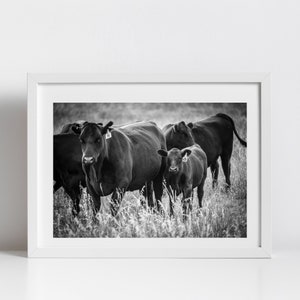 Cow Photo Digital Download - Instant Download, Wall Art Print