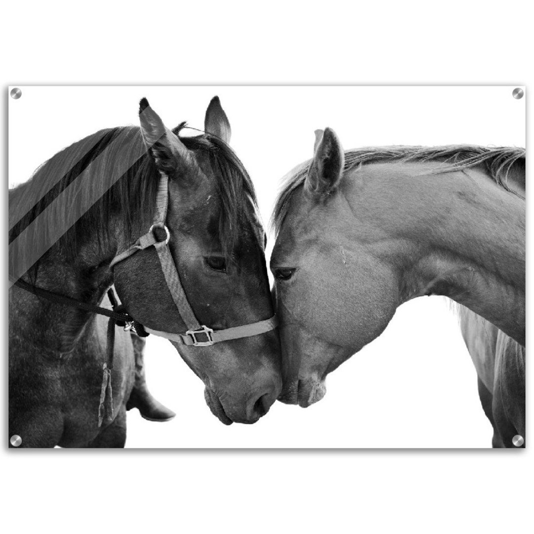 Equestrian Wall Art Two Horses Kissing Acrylic Wall Print Etsy