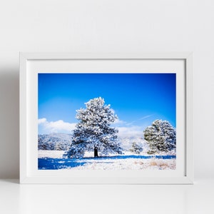 Snowy Trees, Bluebird day, colorado, snow, winter photos, art print, digital download
