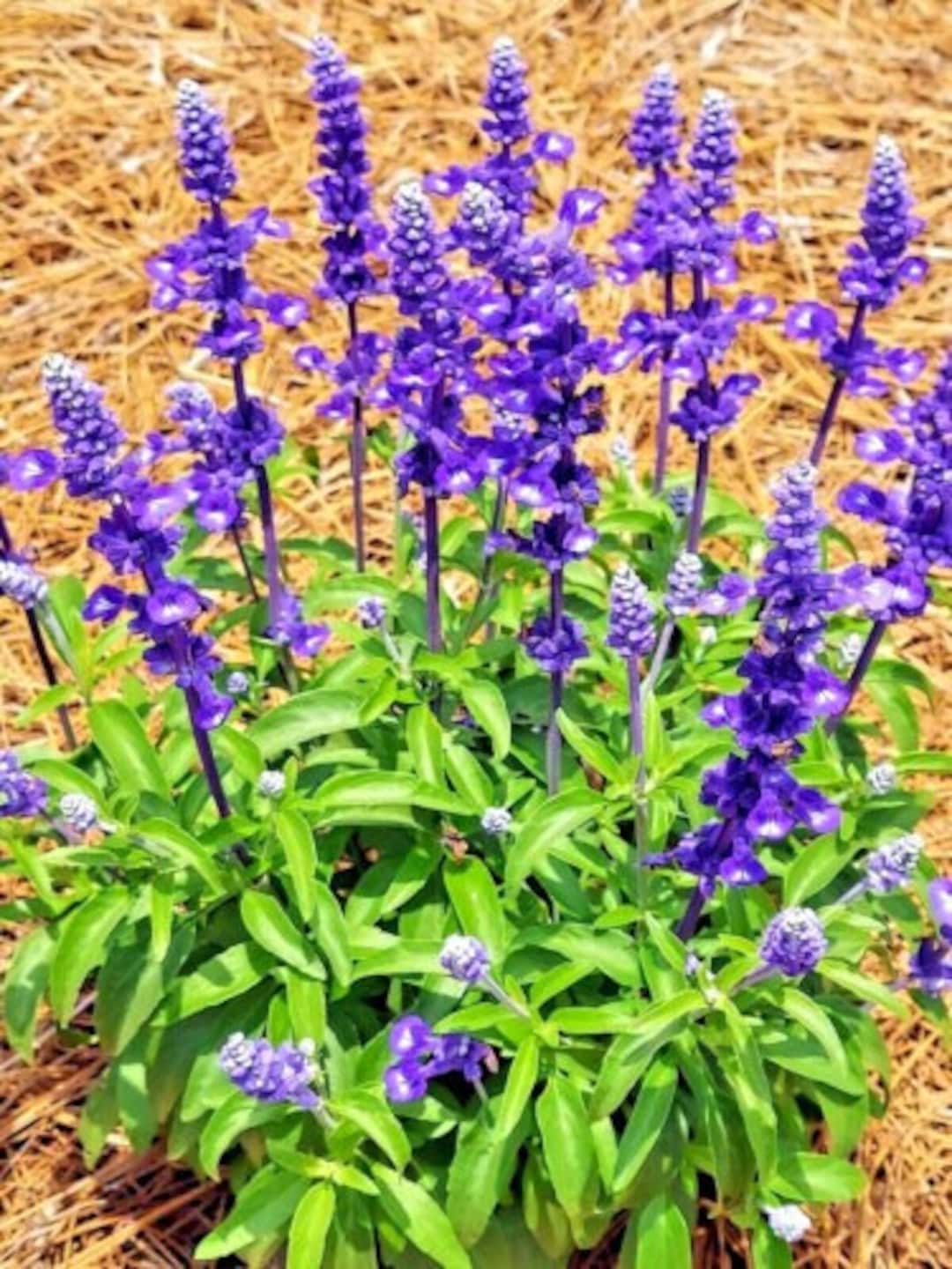 100 Sage Seeds Spring Perennial Heriloom Deer Resistant Mosquito