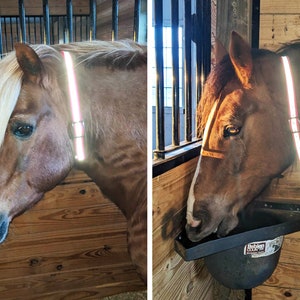 May include: Two brown horses with white markings on their faces are wearing reflective safety straps around their necks. The horse on the left is looking down, while the horse on the right is eating from a black plastic feed bucket.