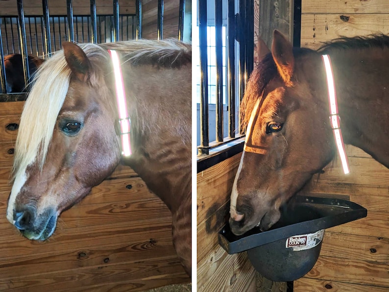 May include: Two brown horses with white markings on their faces are wearing reflective safety straps around their necks. The horse on the left is looking down, while the horse on the right is eating from a black plastic feed bucket.
