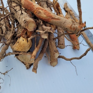 SASSAFRAS ROOTS One pound Fresh Wild grown Sassafras Roots with bark from the Missouri Ozarks for Tea, candy, rootbeer, or medicinal uses