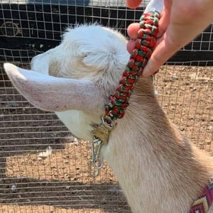Adjustable Goat & Sheep Show Collar with Chain