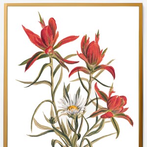 Impresión de ilustración floral roja vintage / Decoración retro / Impresión botánica / Mary Vaux Walcott / DESCARGA DIGITAL IMPRIMIBLE #MjYyNjM4Mw