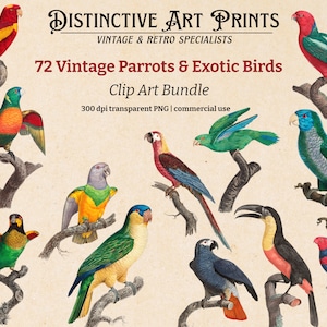 Parrot Clipart | 72 Vintage Parrots & Exotic Birds | Digital Clip Art | High Quality PNG | Transparent Background | Digital Download