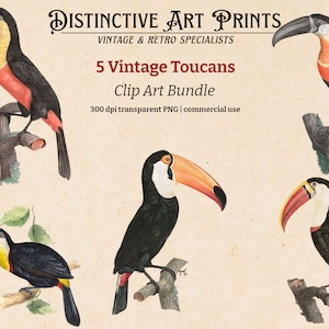 Vintage Toucans Digital Clip Art Bundle, 5 Toucans with Transparent Backgrounds, Commercial Use Allowed, High Quality PNGs