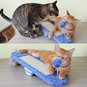 Könnte beinhalten: Zwei Katzen spielen mit einem blauen und grauen Kratzbaumspielzeug. Der Kratzbaum hat ein baumelndes blaues Pompon-Spielzeug an einer Feder.