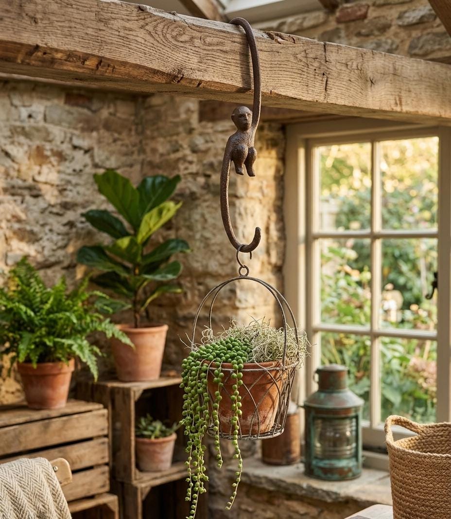rubber tree house plant Ficus Burgundy Tree Form Single Stem, Rubber Tree main image 0