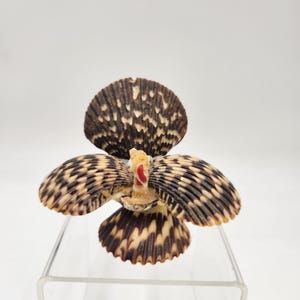 May include: A decorative turkey figurine made from seashells. The turkey has a brown, black, and white patterned body with a red beak and white eyes.