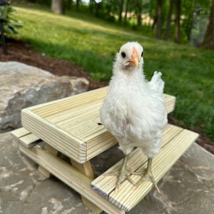 Chicken Picnic Table, Chicknic Table, Bird/squirrel Feeder