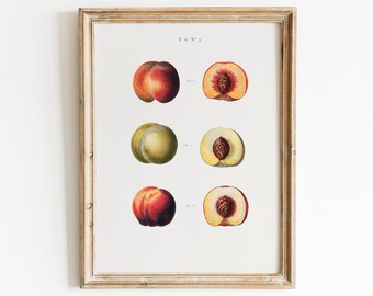 Peach Fruit Painting Kitchen Wall Art Vintage Stone Fruit Artwork Food Illustration Peaches with Pit Detail Art Printable Digital Download