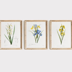 Yellow Flower Paintings Set Wall Art Irises Vintage Botanical Art Prints Blue Flower Illustrations Iris Art Printable Digital Download