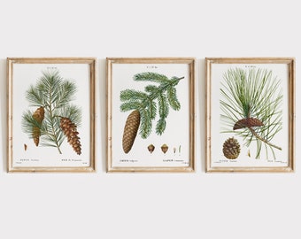 Pinecone Botanische Kunstdrucke Set: Antike französische Nadelbaum Illustrationen (Digitaler Download)