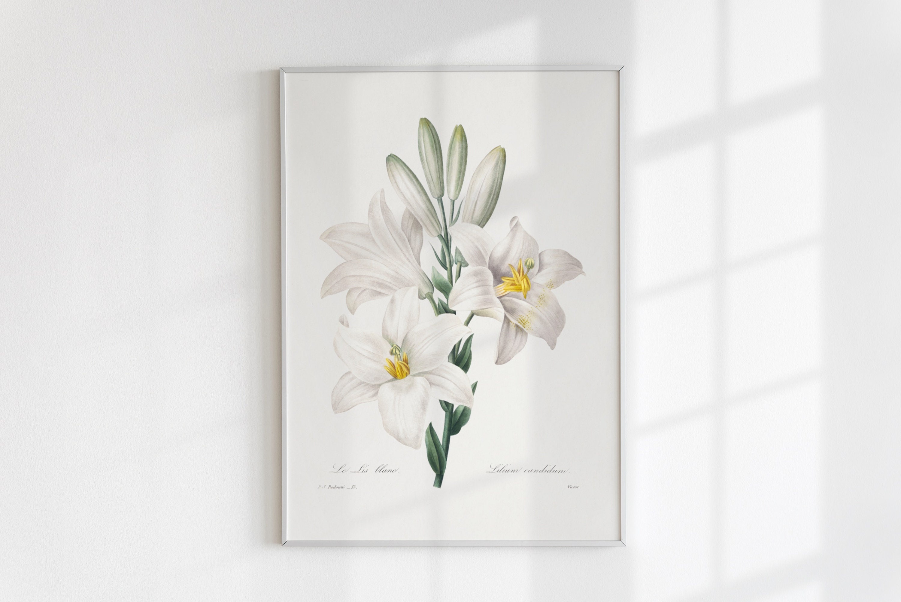 White Flowers Wall Art Vintage Flower Print Easter Lily Poster ...