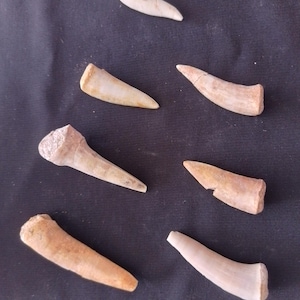 Fossil Fish Teeth – Enchodus libycus – Late Cretaceous (~70 Million Years Ago) – Morocco (Lot of 8 Teeth)